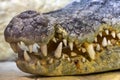 The head of a Siamese crocodile. Royalty Free Stock Photo