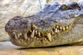 The head of a Siamese crocodile. Royalty Free Stock Photo