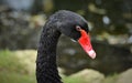 Black Swan portrait. Royalty Free Stock Photo
