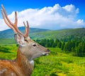 Sika deer in wildness Royalty Free Stock Photo