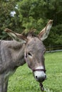 Head of single brown donkey outdoors