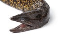 Head of a single fresh raw Moray eel,  Muraenidae, on white background Royalty Free Stock Photo
