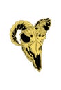 Head skull goat with yellow color Royalty Free Stock Photo