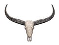 Head skull of Wild water buffalo isolated on whi Royalty Free Stock Photo