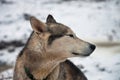 Head sled dog the Siberian husky (Laika), in the rain