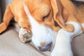 Head of sleeping beagle dog Royalty Free Stock Photo