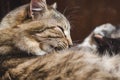 Head of a sleeping beautiful fluffy striped cat, side view