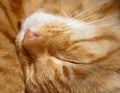 Head of sleeping cat