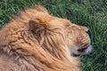 The head of sleeping lion on green grass Royalty Free Stock Photo