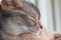 Head of sleeping young abyssinian cat closeup Royalty Free Stock Photo