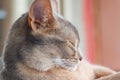 Head of sleeping young abyssinian cat closeup Royalty Free Stock Photo