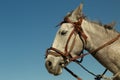 Horse head against the sky Royalty Free Stock Photo