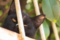 Head of a small black cat lying and sleeping on the fence, looking at the camera Royalty Free Stock Photo