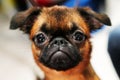 The head of a small dog with big eyes Royalty Free Stock Photo