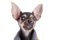 Head Small dog toy terrier in clothes Royalty Free Stock Photo