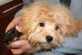 Head of a small poodle anticipating the dog haircut Royalty Free Stock Photo