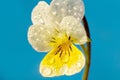 Head of a small yellow Viola flower with dew drops Royalty Free Stock Photo