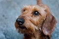 A head of a smart dachshund dog close up Royalty Free Stock Photo