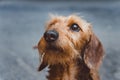 Head of a smart dachshund dog close up on blurred background in black and white Royalty Free Stock Photo