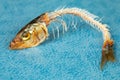 Head of smoked herring closeup on a blue background. Skeleton of a fish as a symbol of death