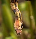 Head of the snake on stones Close up