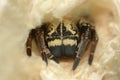 Head of Social Spider in its home - Stegodyphus sp, Eresida Royalty Free Stock Photo