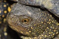 Head spotted freshwater turtle outdoors Royalty Free Stock Photo