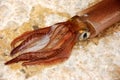 Head of a squid alive Royalty Free Stock Photo