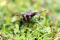 Head of stagbeetle Royalty Free Stock Photo
