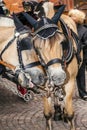 Head of stagecoach horses in detail