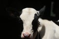 Head of a standing male calf looking at the lens of a camera with natural light falling on its face Royalty Free Stock Photo