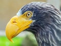 Head of a Steller`s sea eagle. Most large of sea eagl. Close-up Royalty Free Stock Photo