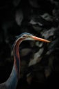 Head of a stork with blurry background
