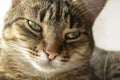 The head of a striped cat in close-up. Beautiful cat syemka up close. The cat's eyes are the focus on the nose. Royalty Free Stock Photo