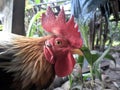 head of a strong chicken Royalty Free Stock Photo