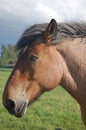 head studbook belgian horse Royalty Free Stock Photo