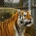 Head study of the Siberian Tiger Royalty Free Stock Photo