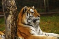 Head study of the Siberian Tiger Royalty Free Stock Photo