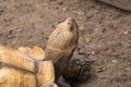 Head of Sulcata tortoise the African largest tortoise by close up lens Royalty Free Stock Photo