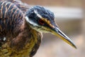 Head of a sunbittern bird with a long pointed beak Royalty Free Stock Photo