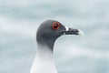 Head of swallow-tailed Gull on the Galapagos Islands