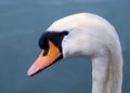 Head swan