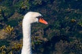 The head of a swan bird on a long neck. Portrait of a bird. White swan Royalty Free Stock Photo