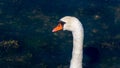 The head of a swan bird on a long white neck. Portrait of a bird. White swan Royalty Free Stock Photo
