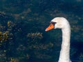 The head of a swan bird on a long white neck. Portrait of a bird, copy space. White swan Royalty Free Stock Photo