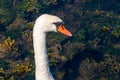 The head of a swan bird on a white neck. Portrait of a bird. White swan Royalty Free Stock Photo