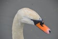 Head of a swan