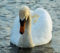 HEAD OF A MUTE SWAN WITH DRIPPING WATER Royalty Free Stock Photo
