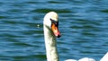 The head of a swan on a lake
