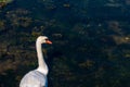 The head of a swan on a long white neck. Portrait of a bird, copy space. White swan Royalty Free Stock Photo